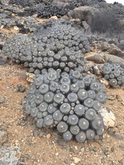 Copiapoa dealbata