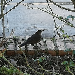 Turdus merula