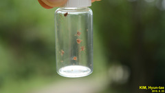 Haemaphysalis longicornis