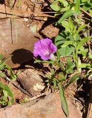 Ipomoea madrensis