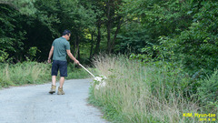 Haemaphysalis longicornis