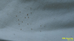 Haemaphysalis longicornis