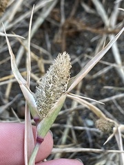 Sporobolus schoenoides