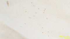 Haemaphysalis longicornis