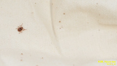 Haemaphysalis longicornis