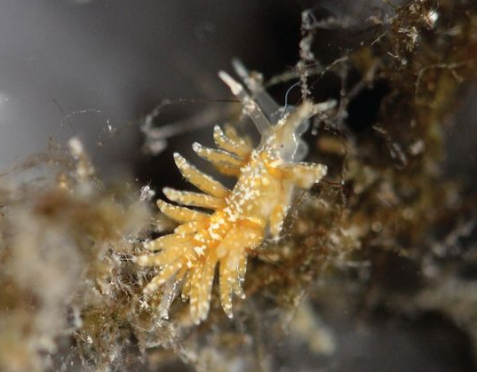 Long-eared Nudibranch