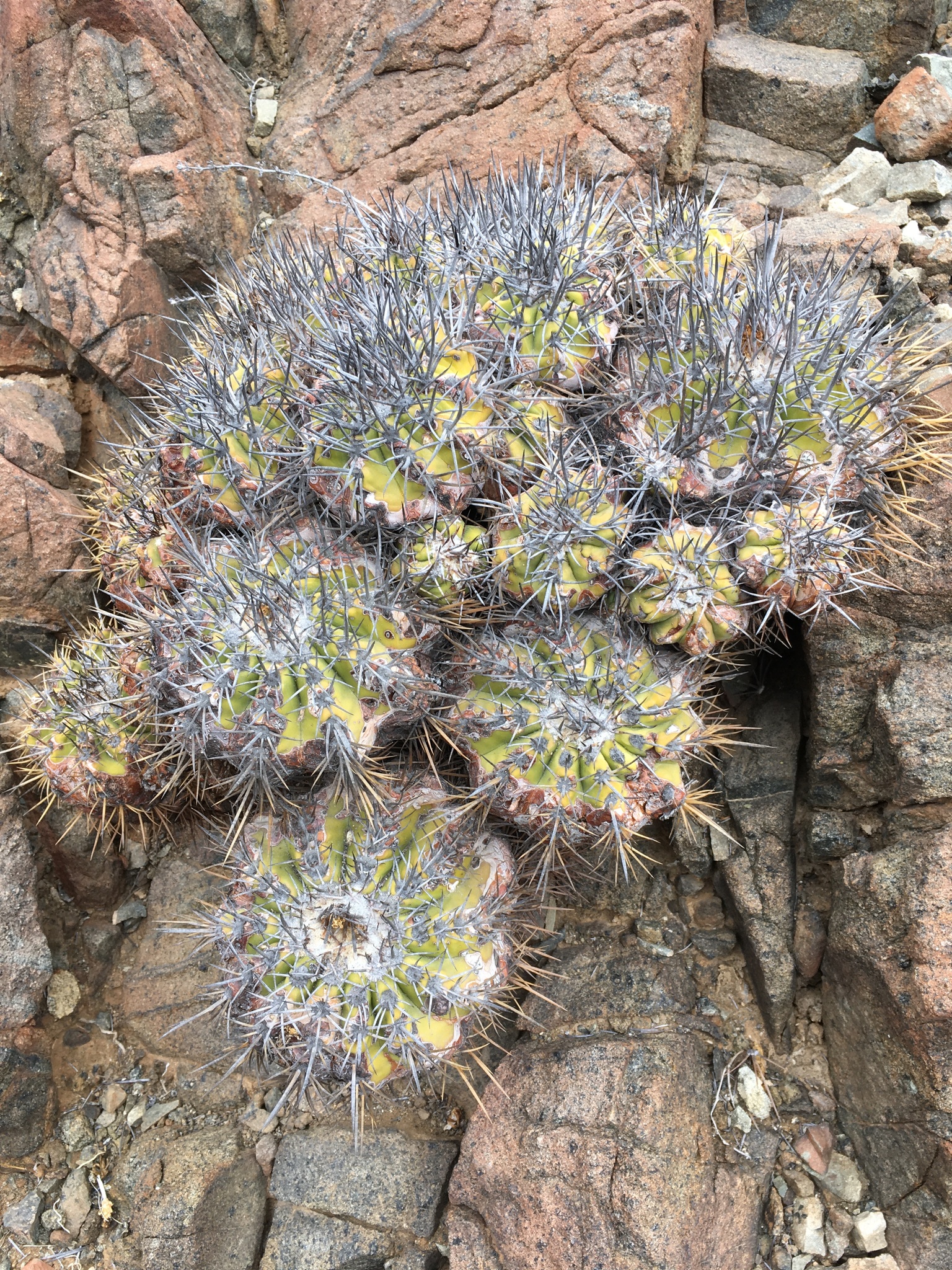 Copiapoa echinoides · iNaturalist