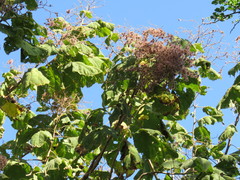 Heliocarpus