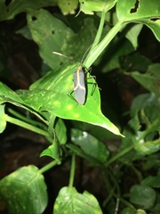 Hypselonotus linea