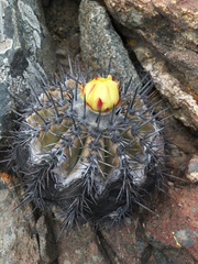Copiapoa echinoides