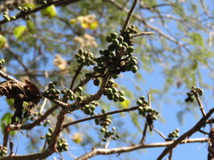 Bursera grandifolia