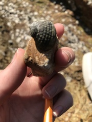Nerita tessellata