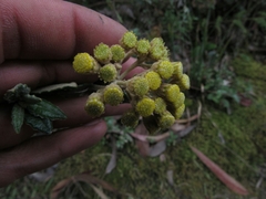 Scrobicaria ilicifolia