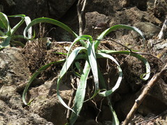 Agave vilmoriniana
