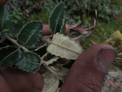 Scrobicaria ilicifolia