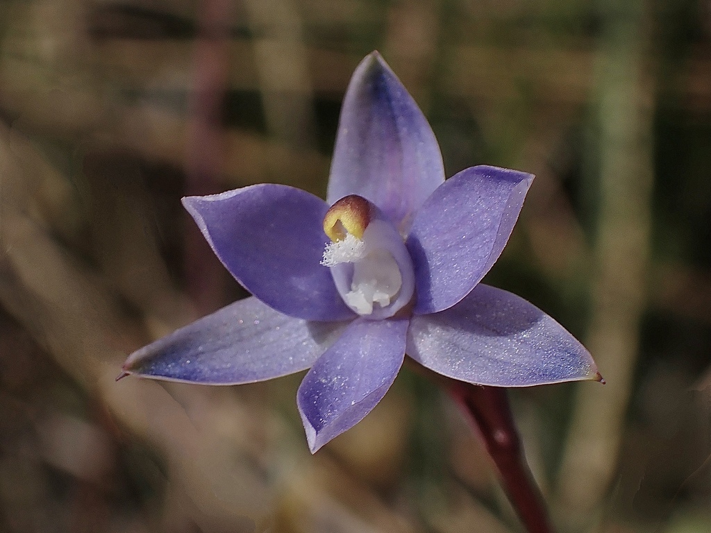 Thelymitra asperifolia