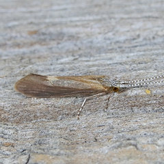 Ceraclea slossonae