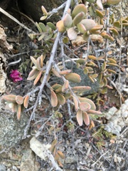 Krameria cistoidea