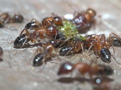 Camponotus snellingi