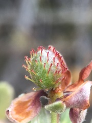 Krameria cistoidea