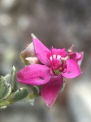 Krameria cistoidea