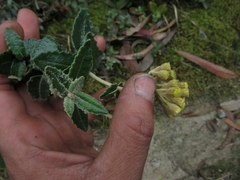 Scrobicaria ilicifolia