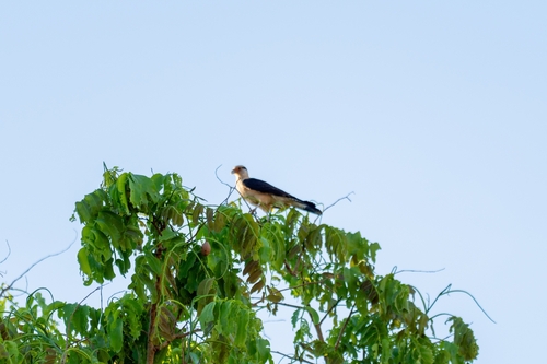 Yellow-headed Caracara