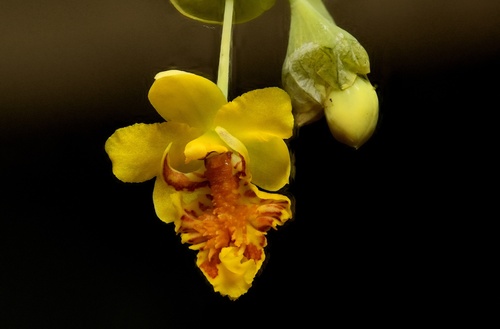 Lockhartia amoena, photograph 6
