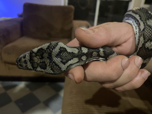 Coastal Carpet Python sighting