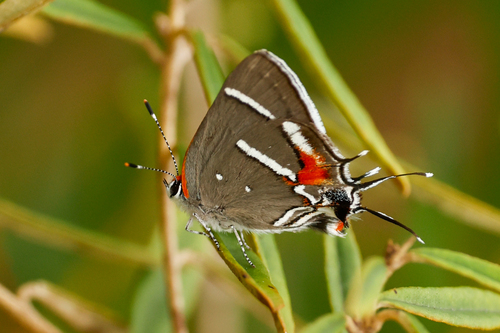 Caribbean Scrub-Hairstreak photo 2