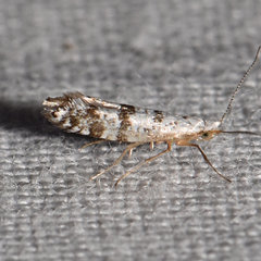 Argyresthia thuiella