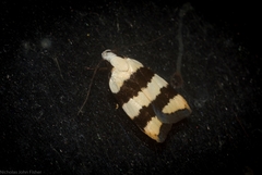 Zonopetala divisella