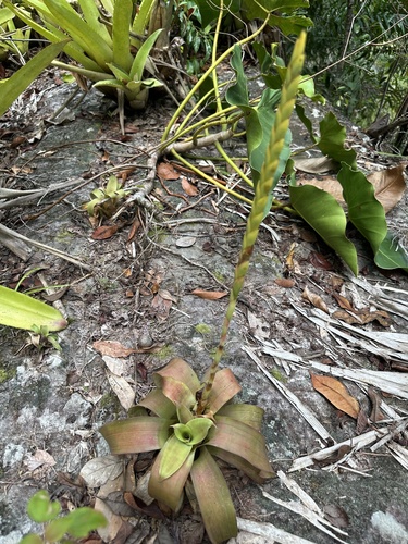 Goudaea chrysostachys