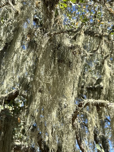 iNaturalist observation photo of lace lichen