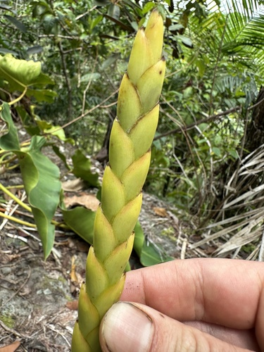 Goudaea chrysostachys, photograph 2