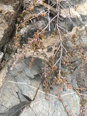 Krameria cistoidea