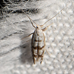 Argyresthia thuiella