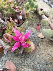 Krameria cistoidea