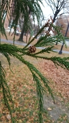 Cryptomeria japonica