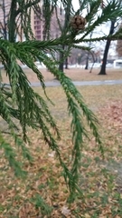 Cryptomeria japonica
