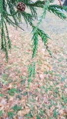 Cryptomeria japonica