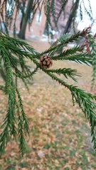 Cryptomeria japonica