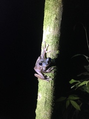 Osteocephalus fuscifacies