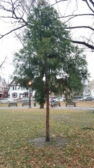 Cryptomeria japonica