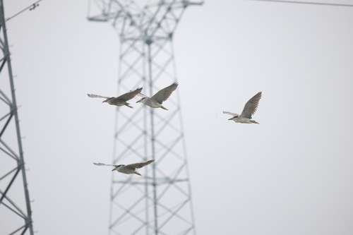 Black-crowned Night Heron