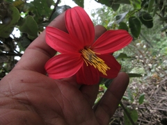 Mutisia clematis
