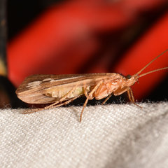 Limnephilus ornatus