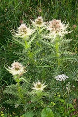 Cirsium spinosissimum