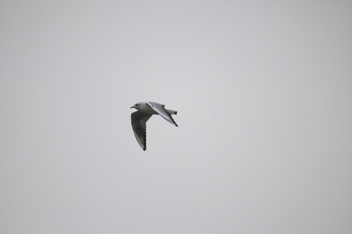 Black-headed Gull
