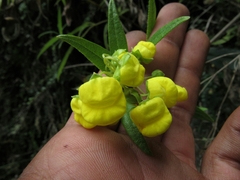 Calceolaria microbefaria